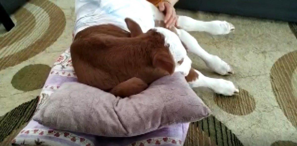 Sivas’ta 20 gün erken doğan buzağıya bebek gibi bakıyor