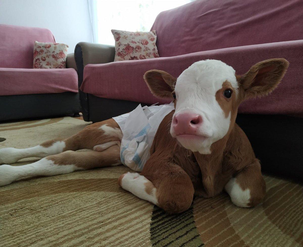 Sivas’ta 20 gün erken doğan buzağıya bebek gibi bakıyor