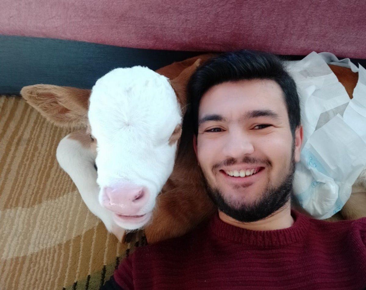 Sivas’ta 20 gün erken doğan buzağıya bebek gibi bakıyor