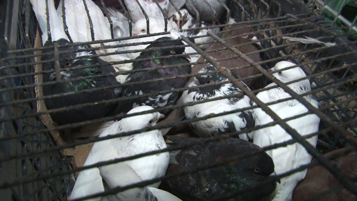 Denizli’de 20’si çocuk 100 kişi kumar oynarken yakalandı