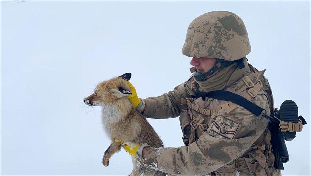 Bitlis'te jandarmadan donmak üzere olan tilkiye şefkat eli