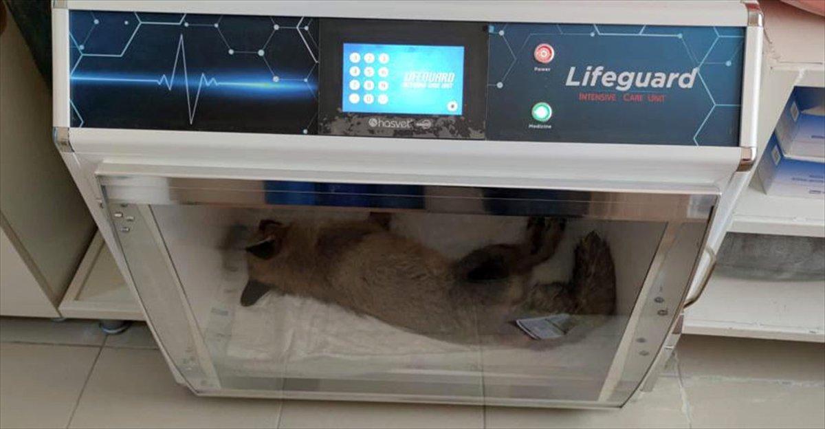 Bitlis'te jandarmadan donmak üzere olan tilkiye şefkat eli