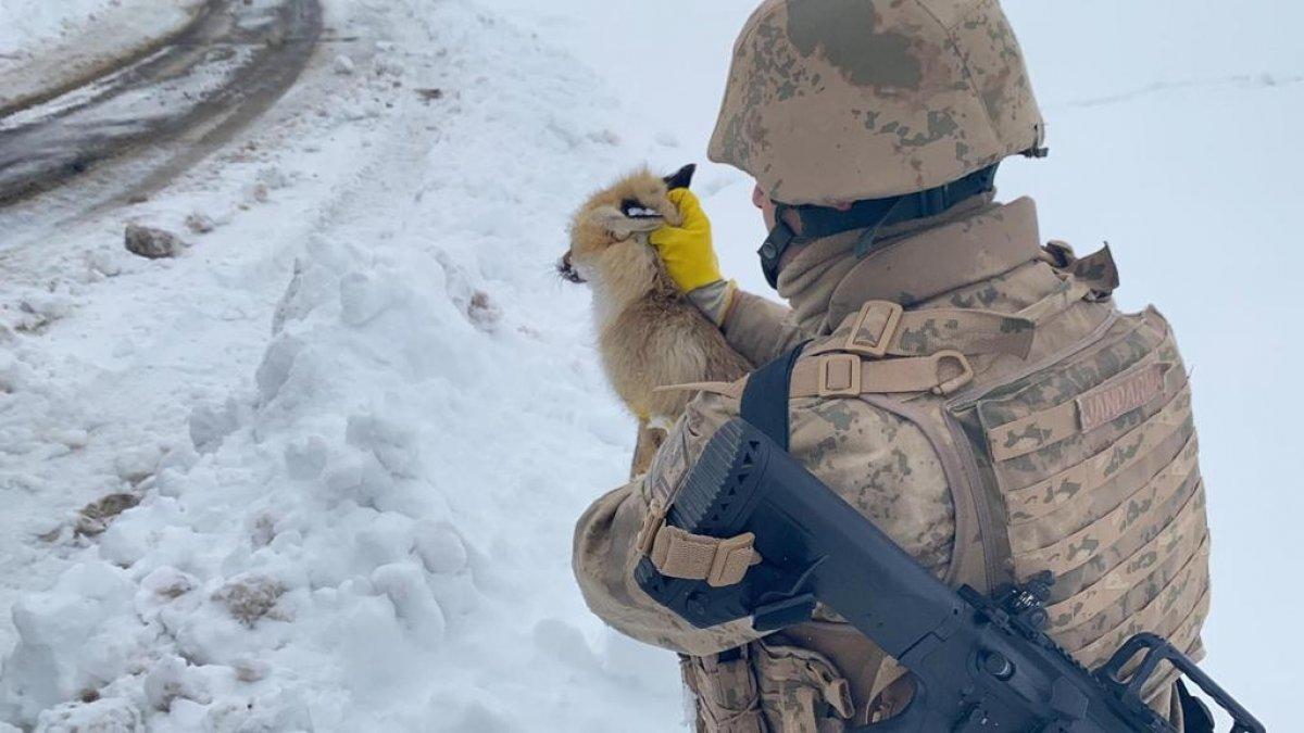 Bitlis'te jandarmadan donmak üzere olan tilkiye şefkat eli
