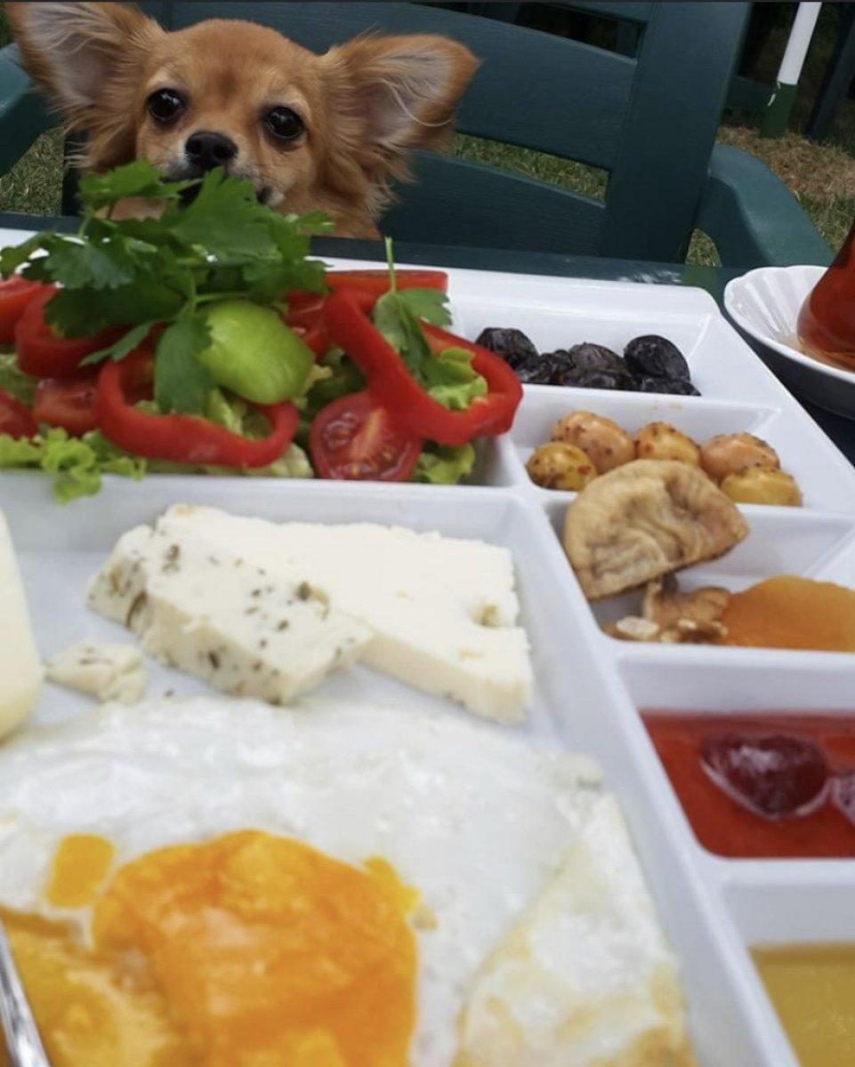 Kağıthane'de, sever gibi yapıp 3 bin dolarlık köpeği çaldılar