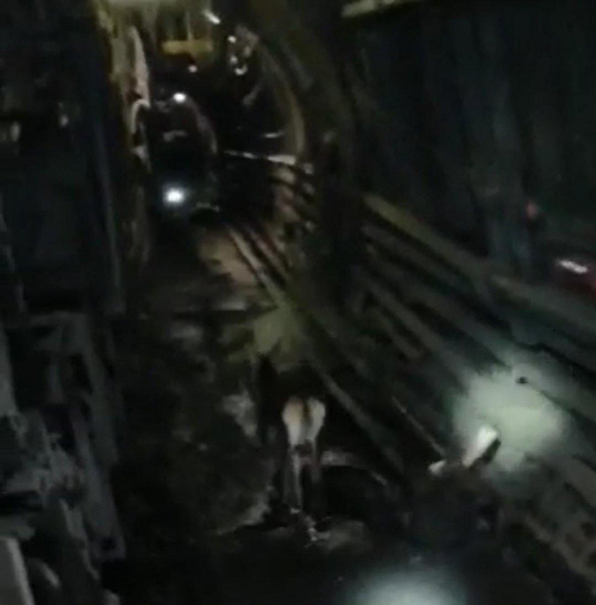 Ankara'da maden ocağına geyik girdi