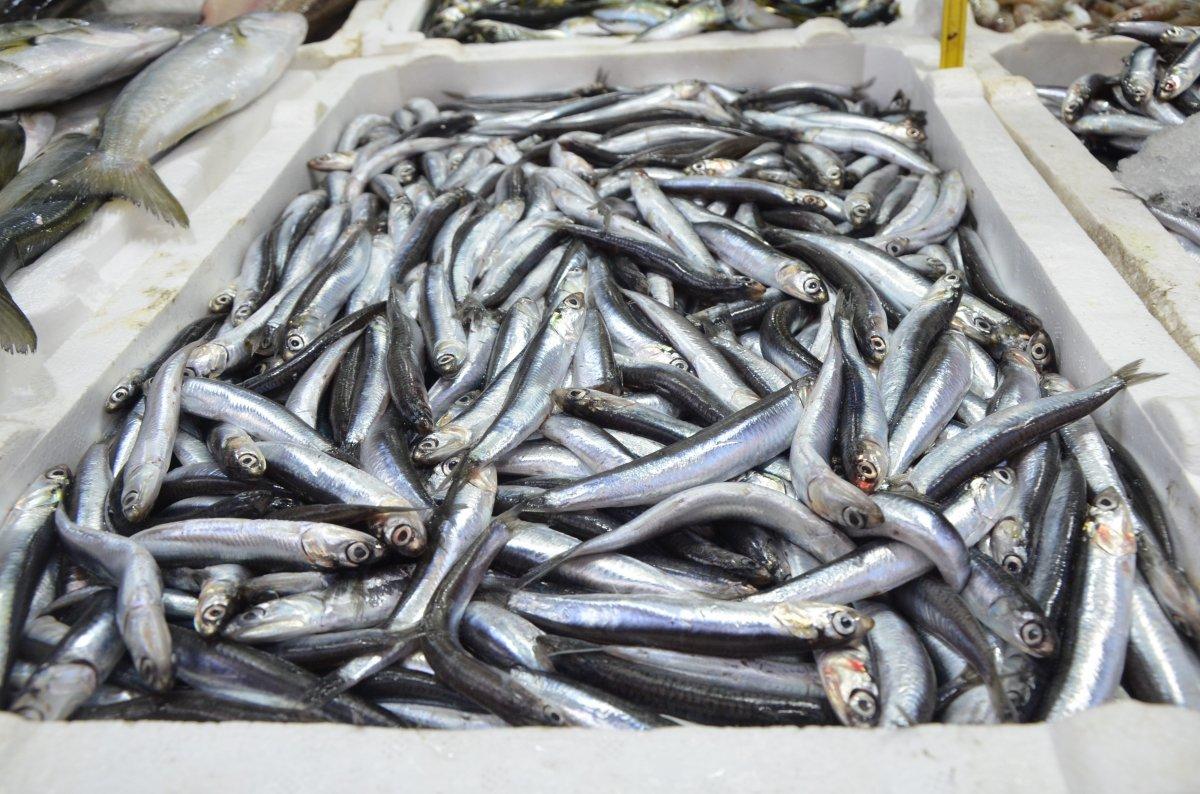 Ordu'da hamsinin kilosu 50 TL