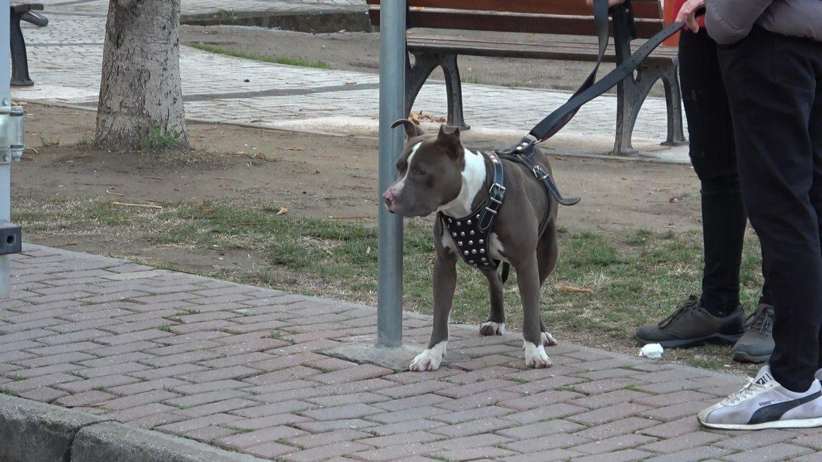 Bursa'da çocuk parkında başıboş pitbull yakalandı