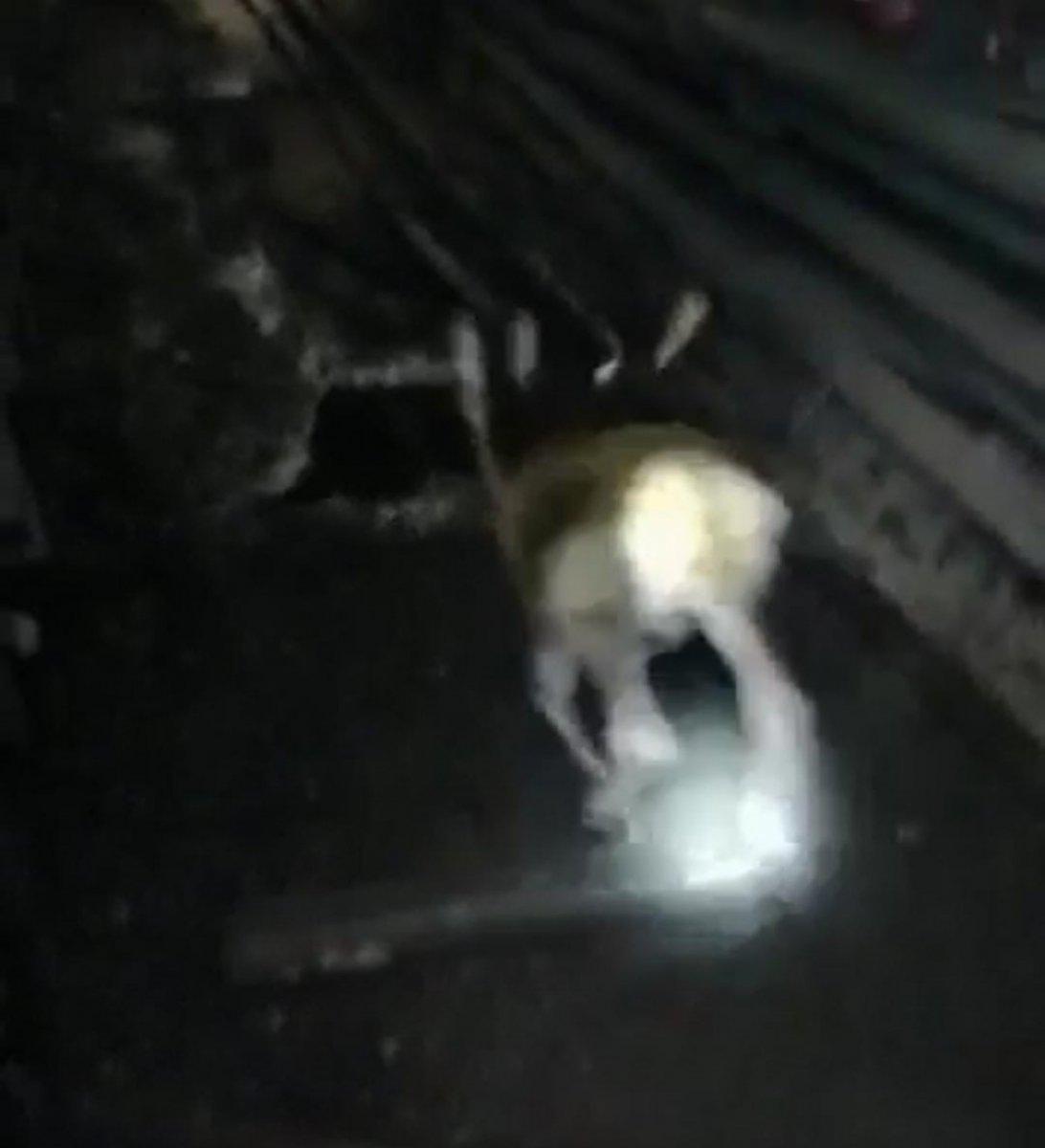 Ankara'da maden ocağına geyik girdi