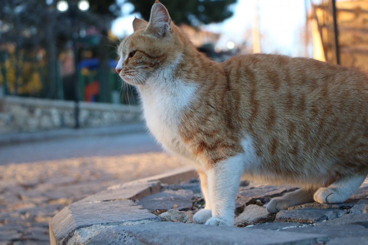 Elazığ'da kışa rağmen bahar havası yaşanıyor