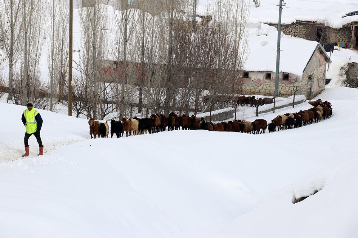 Ağrı'da besiciler hayvanlarına kızaklarla ot taşıyor