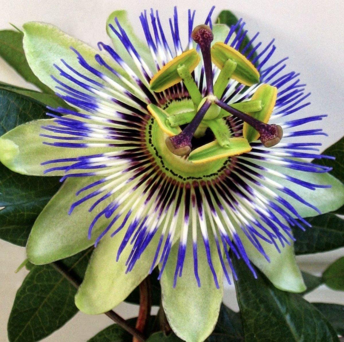 Çarkıfelek bitkisi nedir