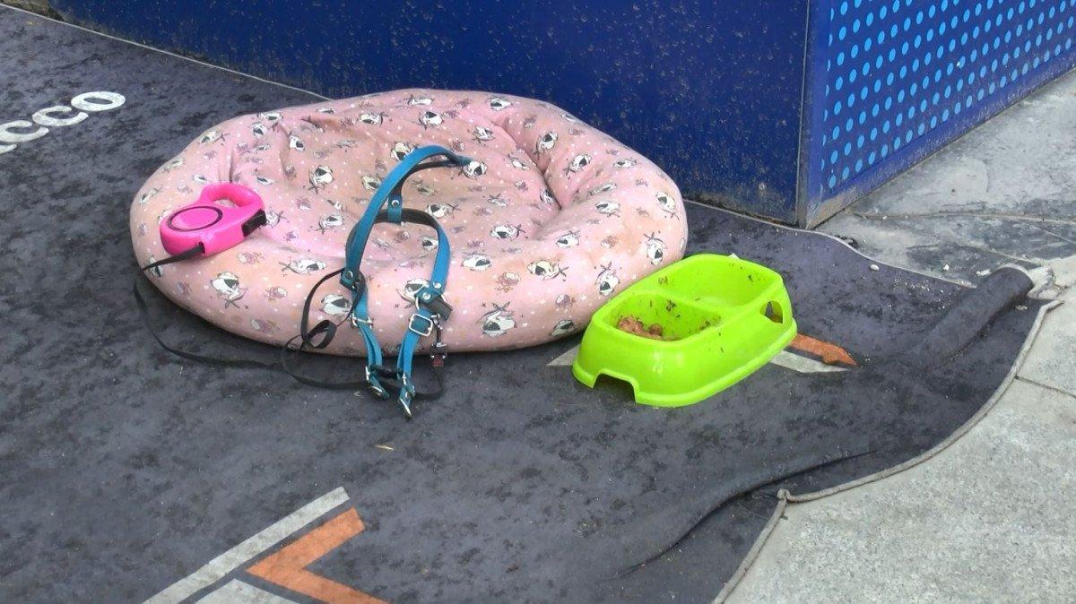 Bağcılar’da kadın hırsız sahipli köpeği çaldı