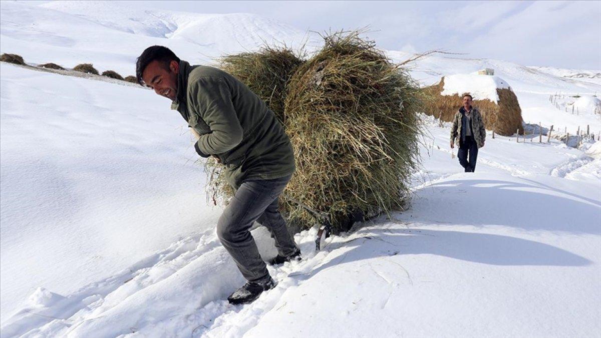 Ağrı'da besiciler hayvanlarına kızaklarla ot taşıyor