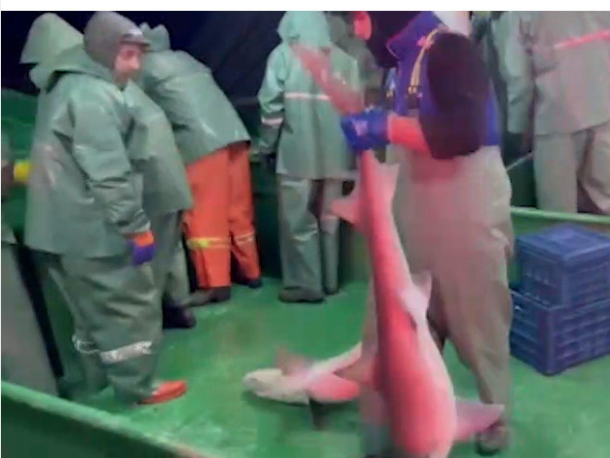 Çanakkale'de ağlara takılan 2 köpek balığı, denize salındı