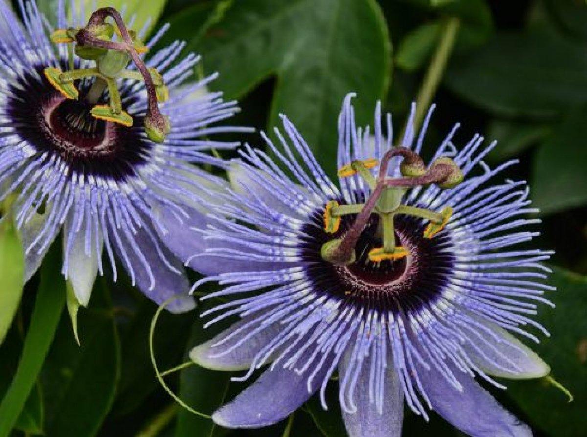 Çarkıfelek bitkisi nedir