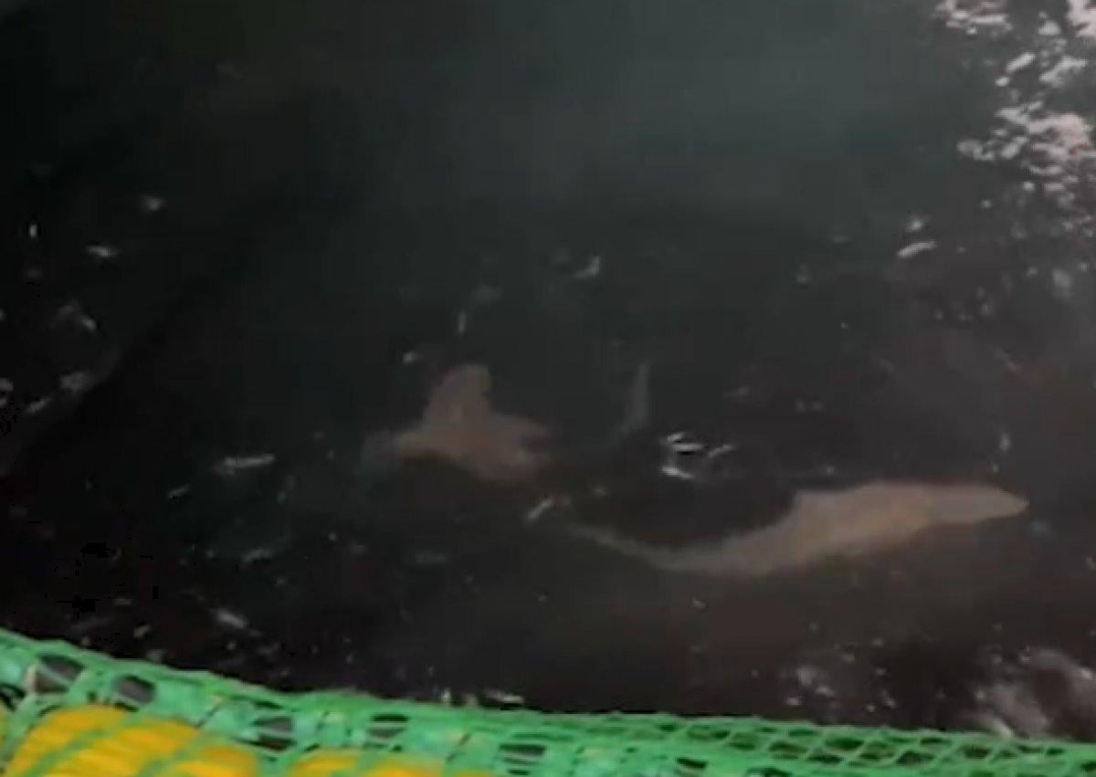 Çanakkale'de ağlara takılan 2 köpek balığı, denize salındı