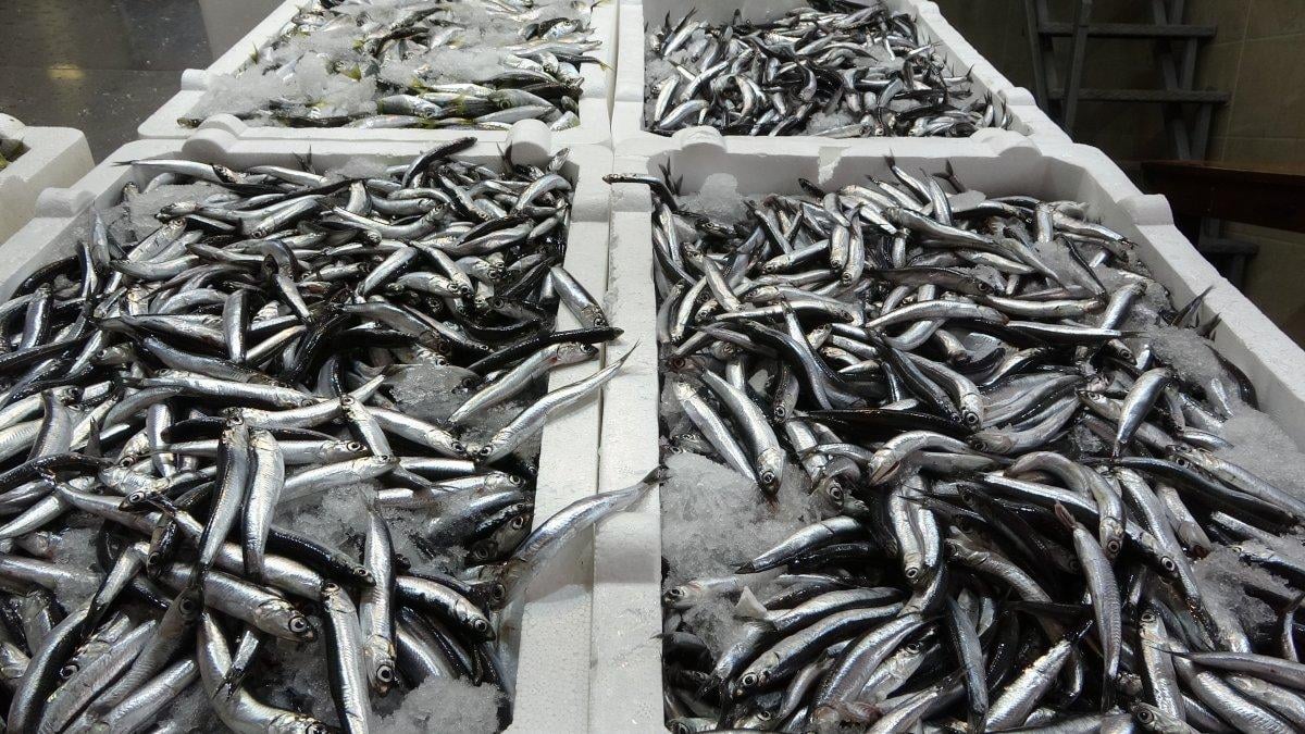 Trabzon'da Gürcü hamsisi, fiyatları düşürdü