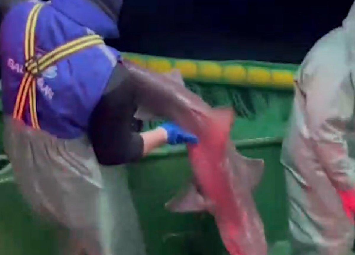 Çanakkale'de ağlara takılan 2 köpek balığı, denize salındı