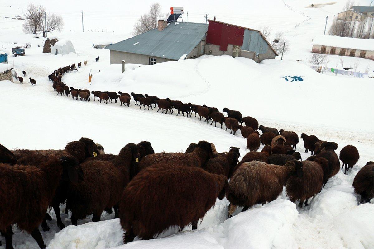 Ağrı'da besiciler hayvanlarına kızaklarla ot taşıyor