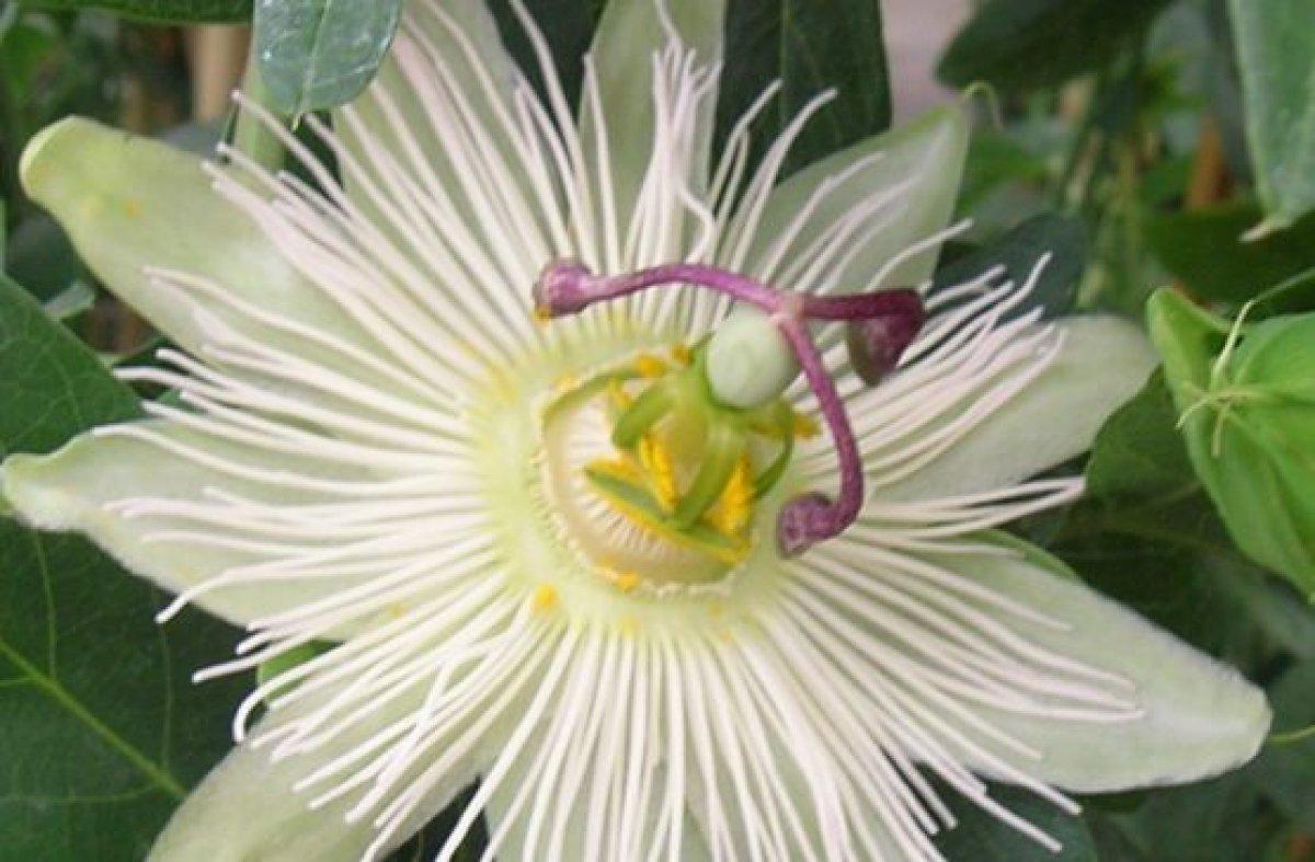 Çarkıfelek bitkisi nedir