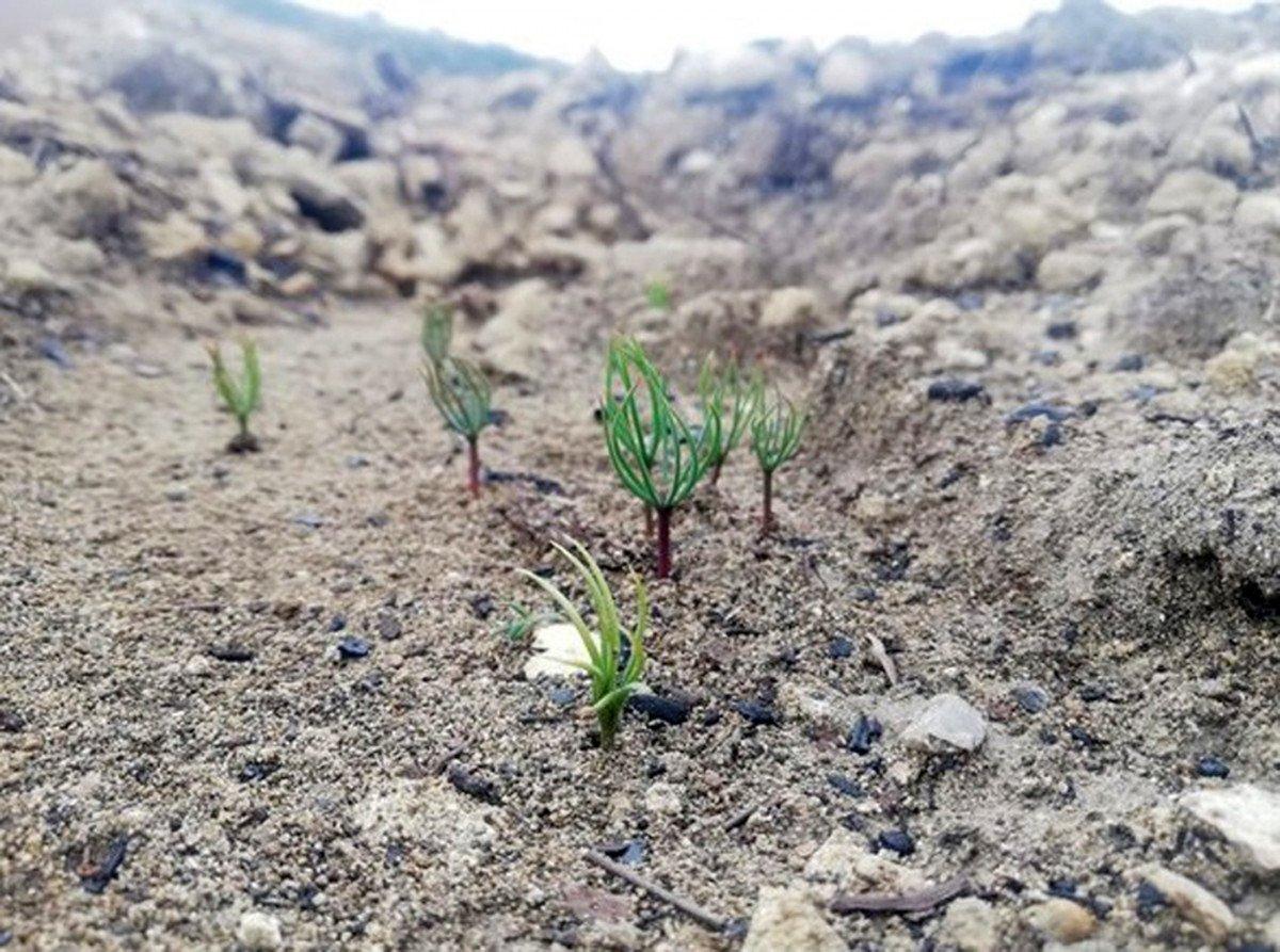 Antalya’da, yanan alanlara atılan tohumlar yeşerdi