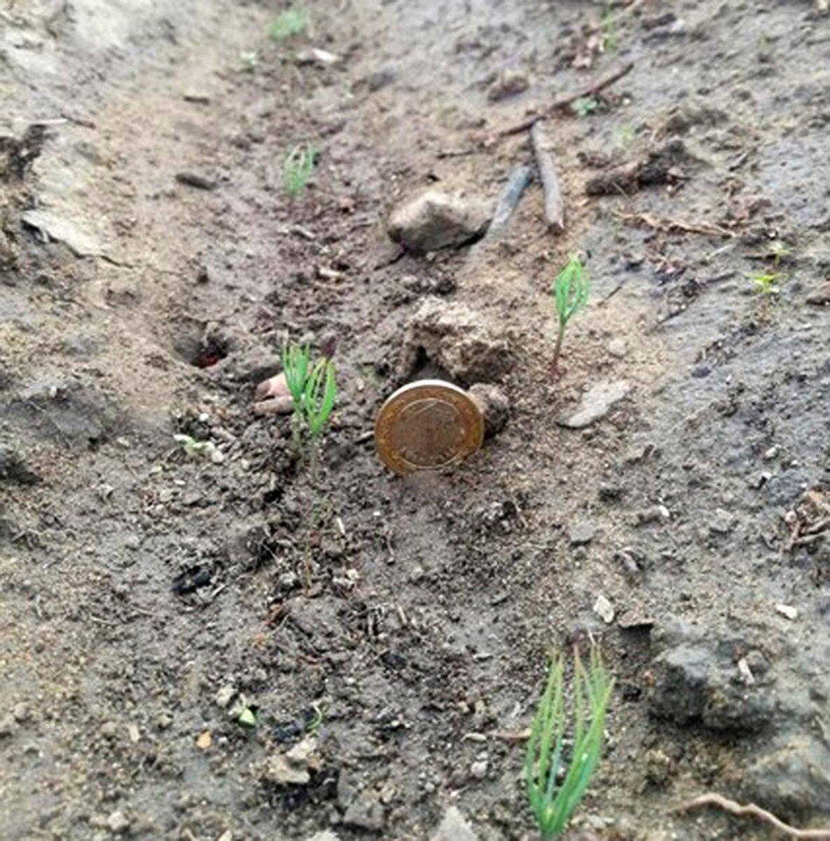 Antalya’da, yanan alanlara atılan tohumlar yeşerdi