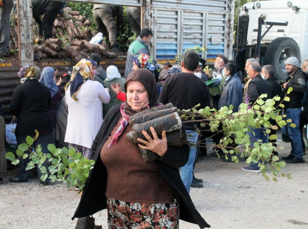 Antalya’da, yanan alanlara atılan tohumlar yeşerdi