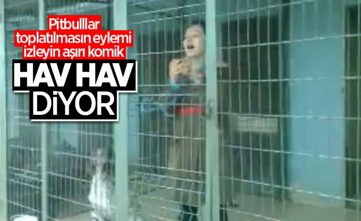 Kastamonu'da fotoğraf çeken genç kız 5 köpeğin saldırısına uğradı