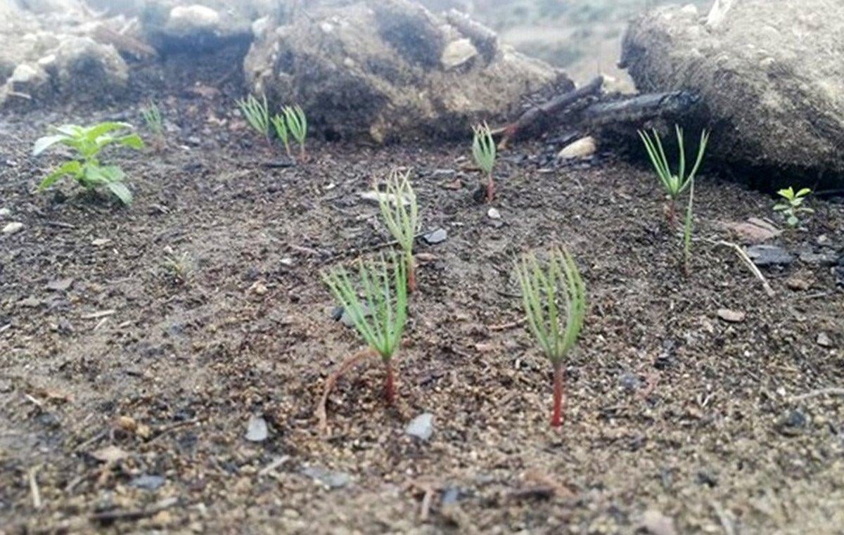 Antalya’da, yanan alanlara atılan tohumlar yeşerdi