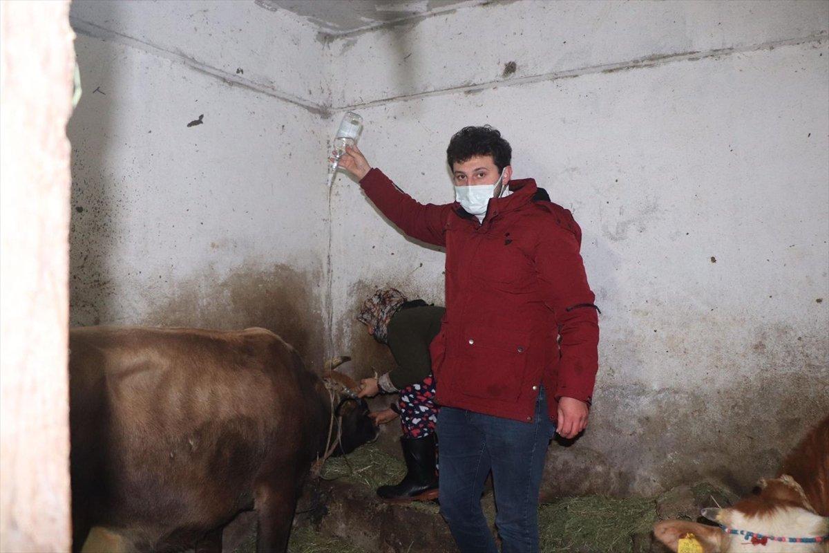 Rize'de doğum sonrası felç geçiren ineğe müdahale edildi