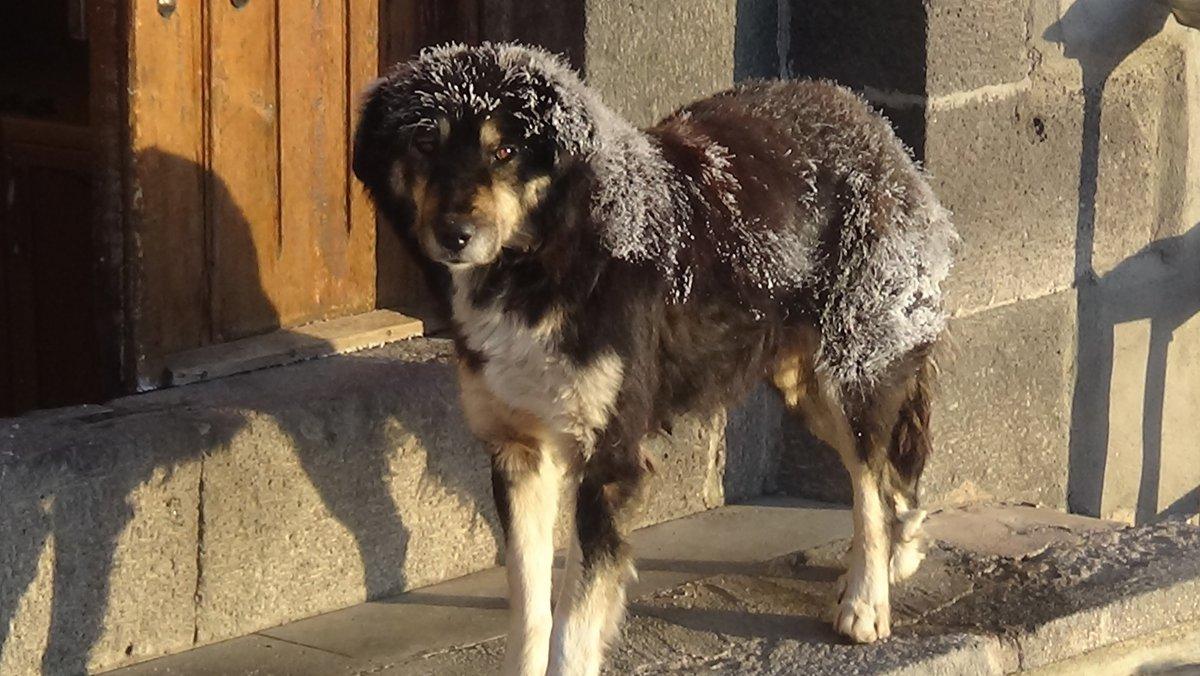 Kars’ta soğuktan her şey dondu