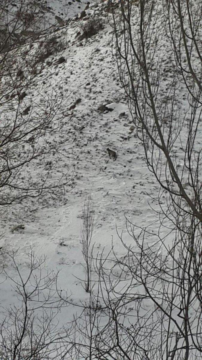 Erzurum'da nesli tükenmekte olan vaşak görüntülendi