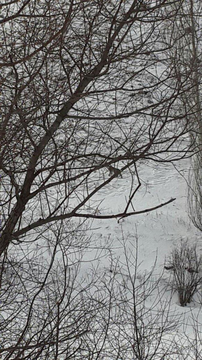 Erzurum'da nesli tükenmekte olan vaşak görüntülendi