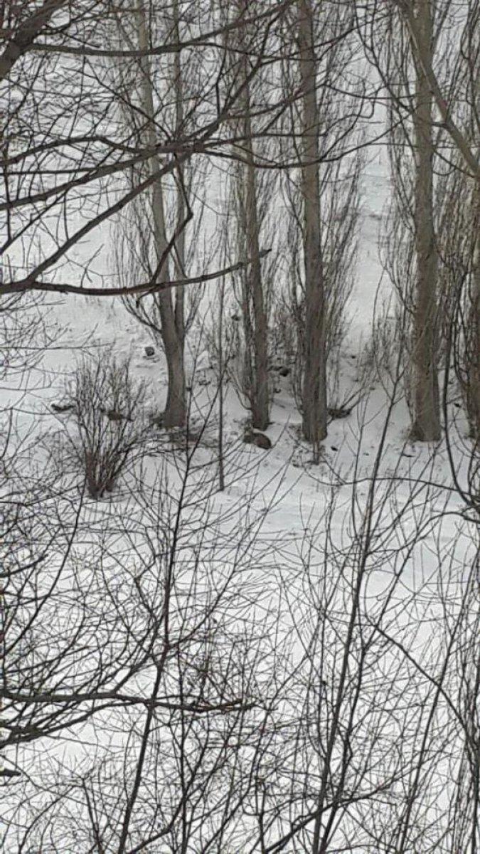 Erzurum'da nesli tükenmekte olan vaşak görüntülendi