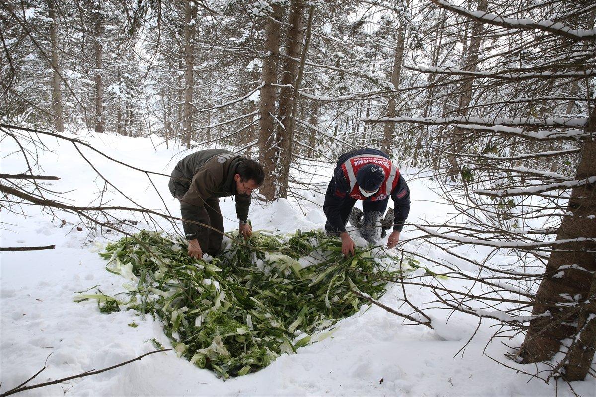 Giresun'da yaban hayvanları için doğaya yem bırakıldı