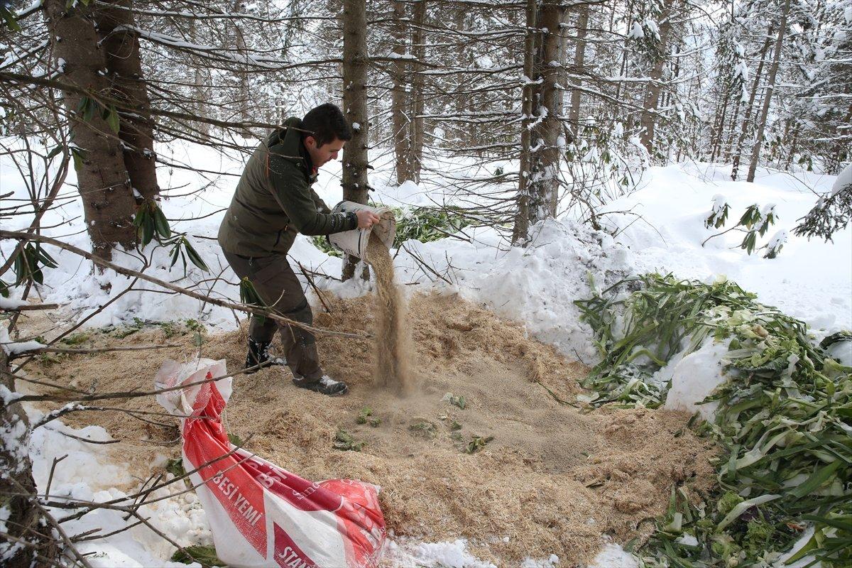 Giresun'da yaban hayvanları için doğaya yem bırakıldı