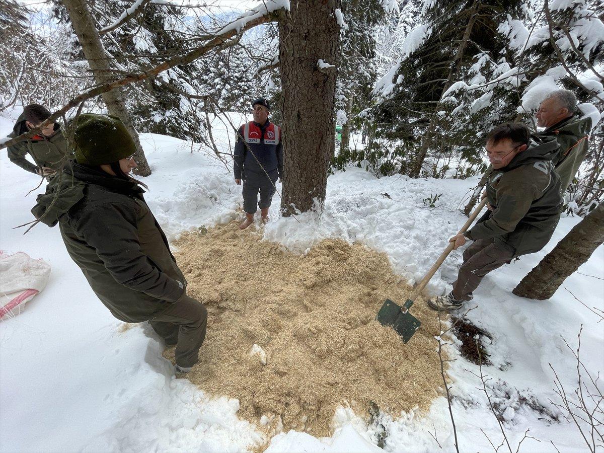 Giresun'da yaban hayvanları için doğaya yem bırakıldı