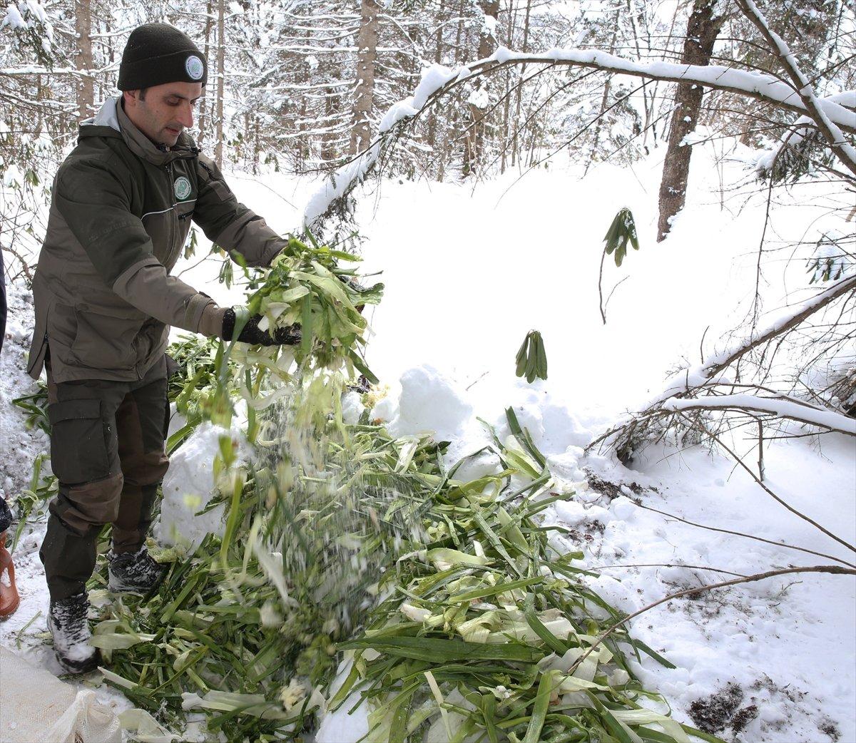 Giresun'da yaban hayvanları için doğaya yem bırakıldı