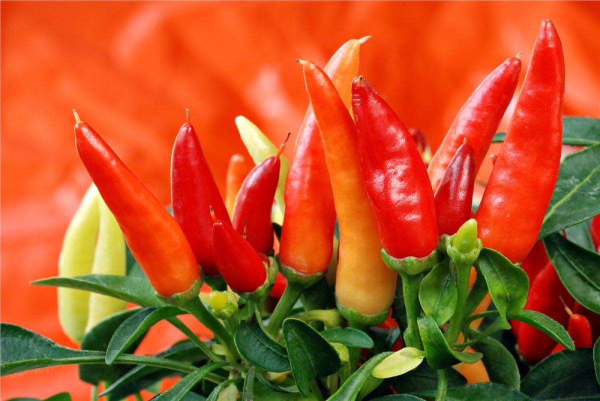 Scoville (acılık ölçeği) nedir