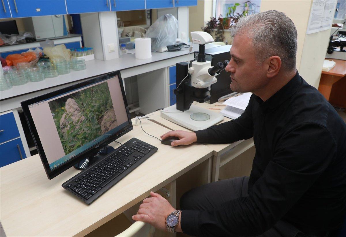 Türkiye'de yeni bir bitki türü bulundu