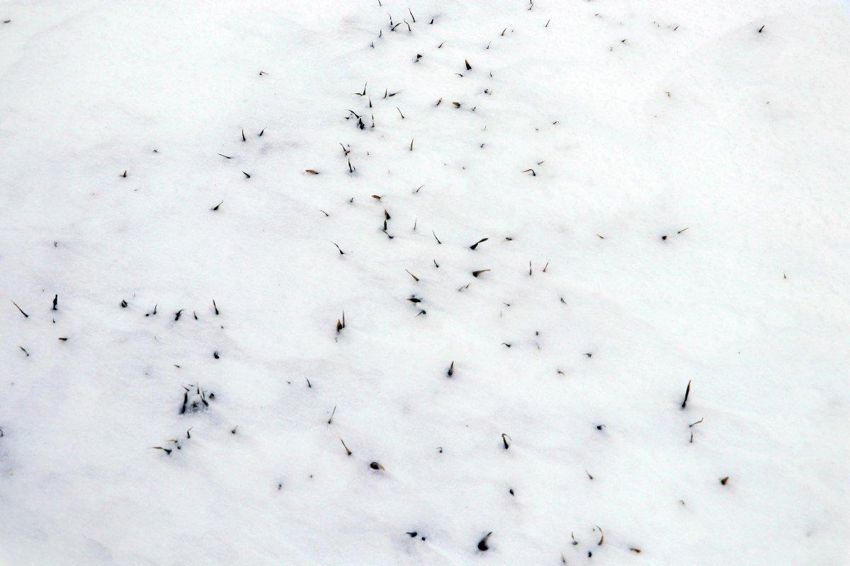 Eskişehirli çiftçiler kar yağışından memnun