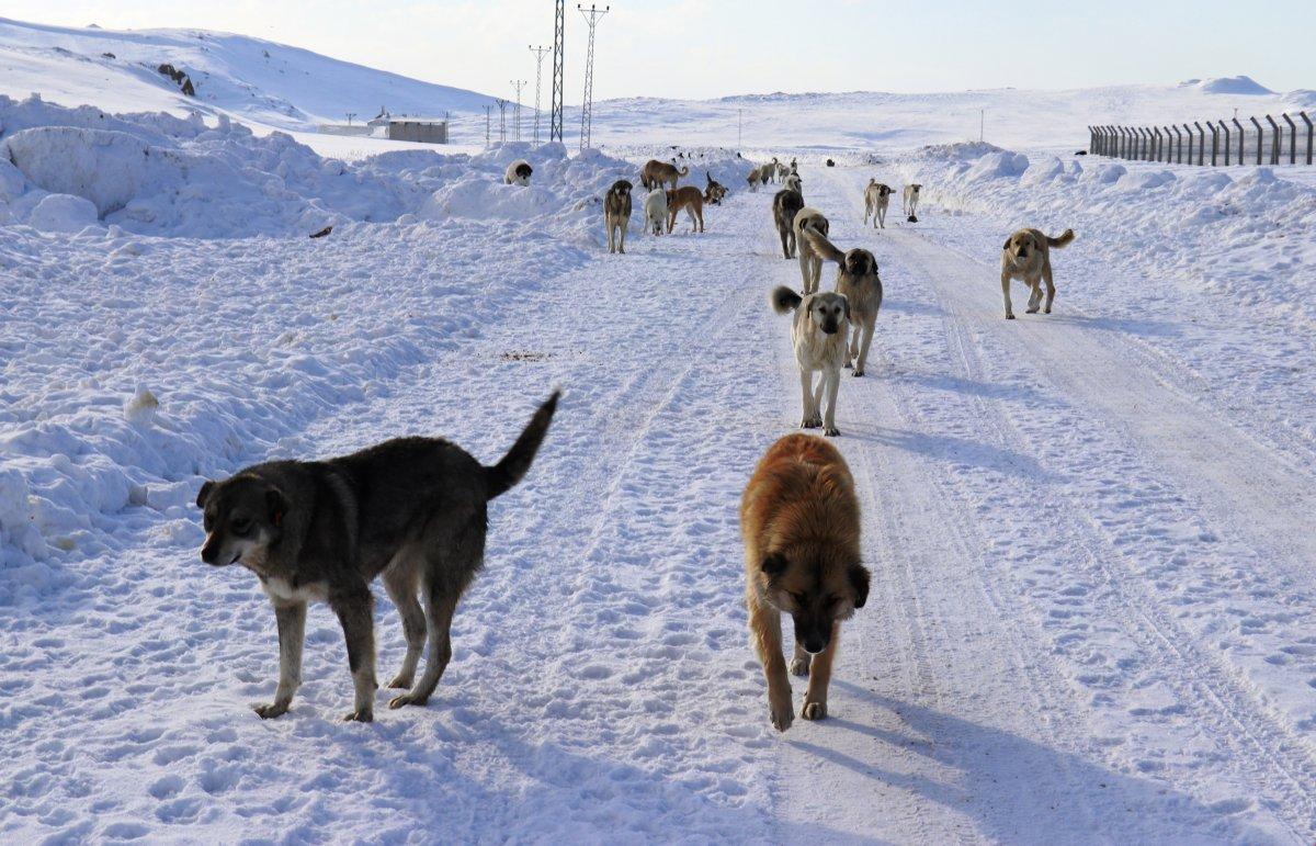 Van'da köpek dehşeti: Genç kızın bacağı parçalandı