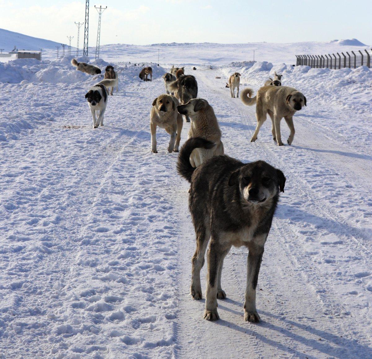 Van'da köpek dehşeti: Genç kızın bacağı parçalandı