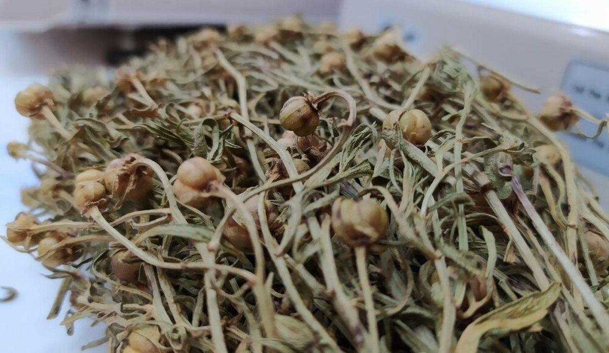 Nazardan arındıran ritüel: Üzerlik tohumu yakmak