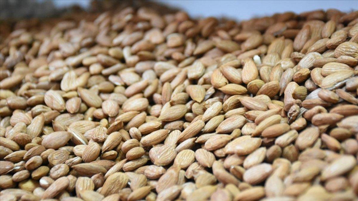 Kayısı çekirdeği