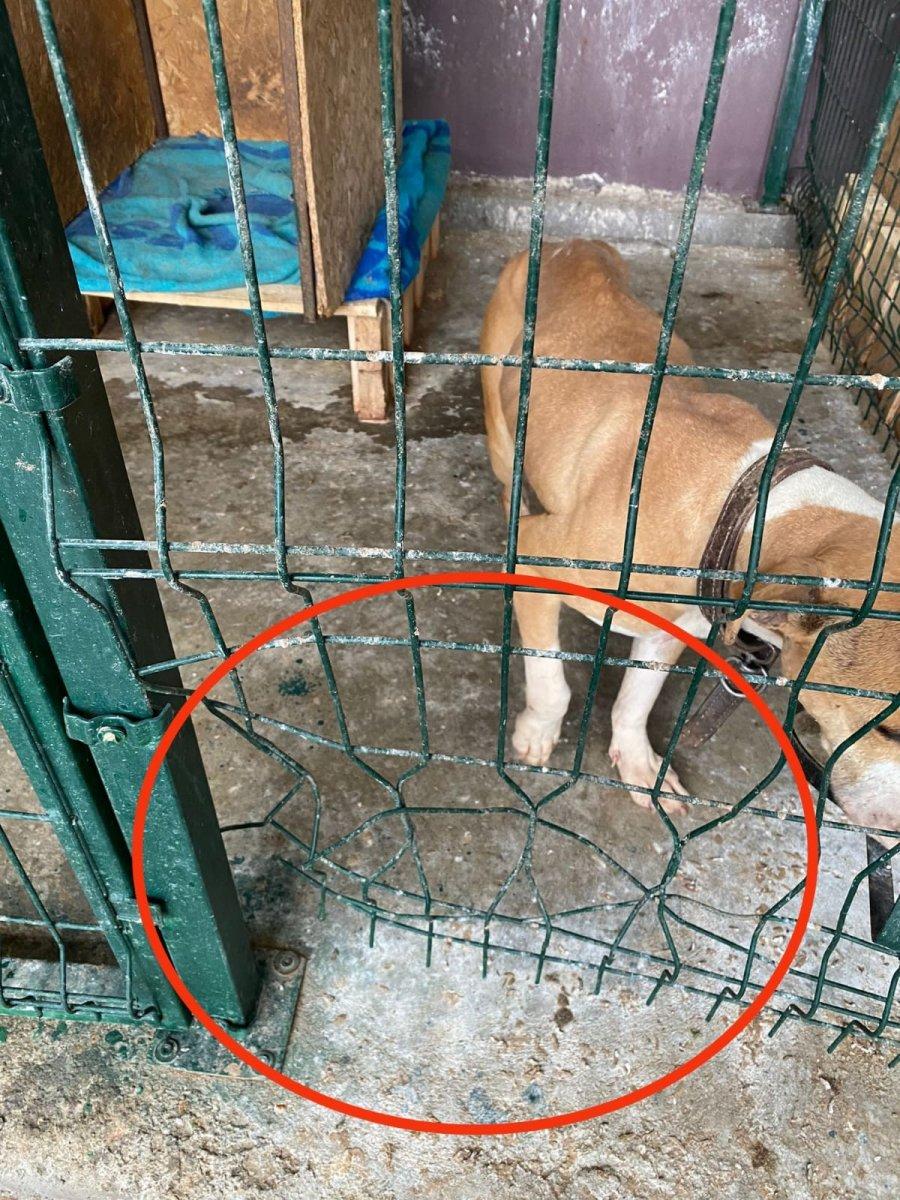 Adıyaman'da kafesi parçalayan pitbull başka bir köpeği boğarak öldürdü
