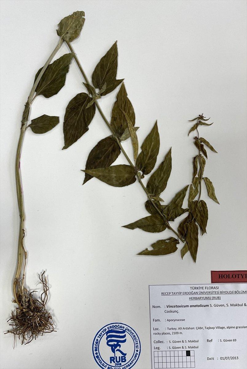 Türkiye'de yeni bir bitki türü bulundu