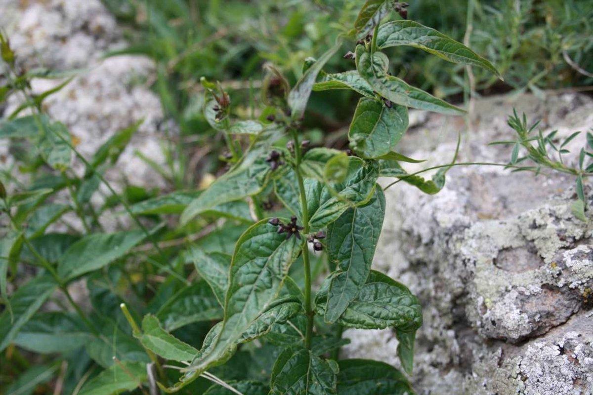 Türkiye'de yeni bir bitki türü bulundu