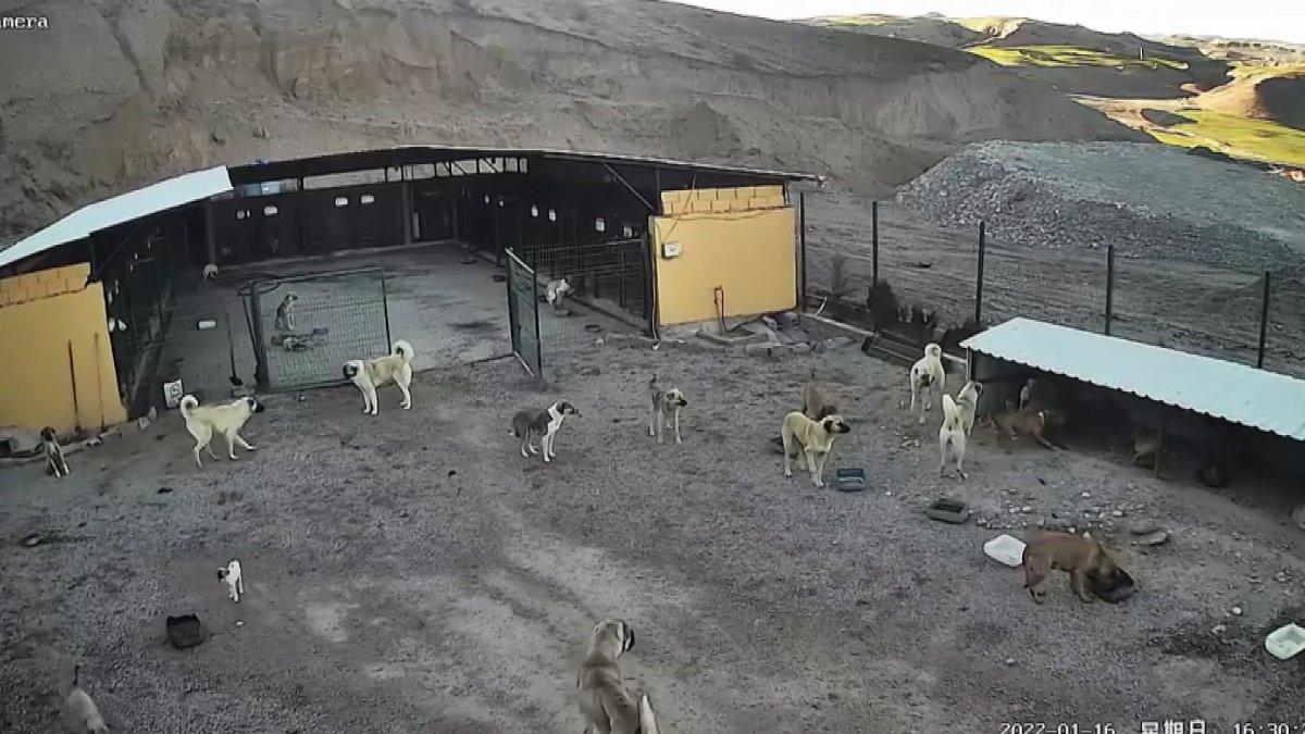 Adıyaman'da kafesi parçalayan pitbull başka bir köpeği boğarak öldürdü