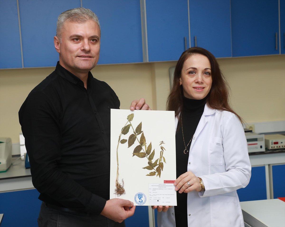 Türkiye'de yeni bir bitki türü bulundu